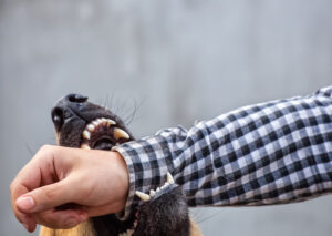 How Can The King Firm Car Accident and Personal Injury Lawyers Help After a Dog Bite in Griffin, Georgia?