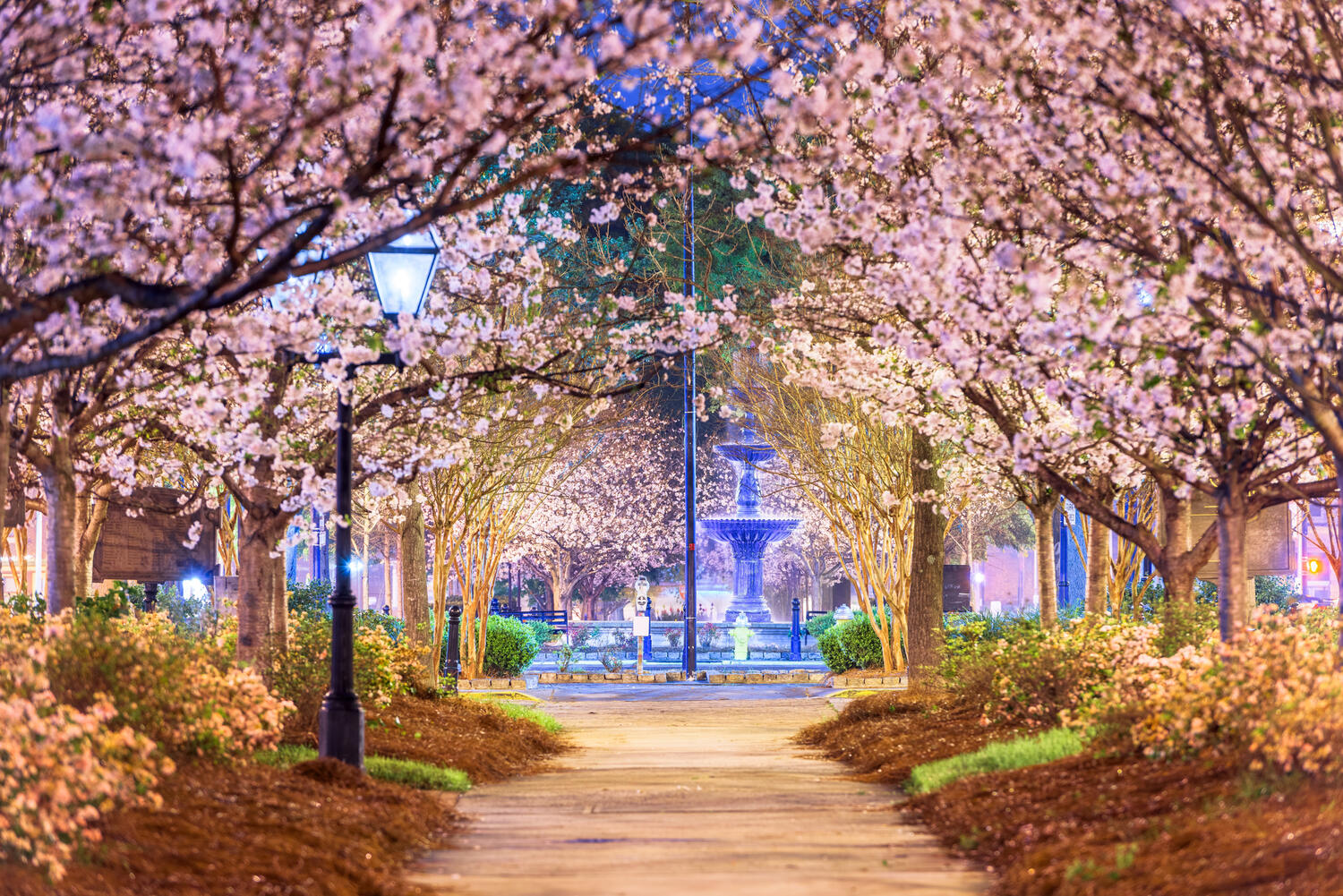 Top 5 Safety Tips for Enjoying the Cherry Blossom Festival at Carolyn Crayton Park in Macon